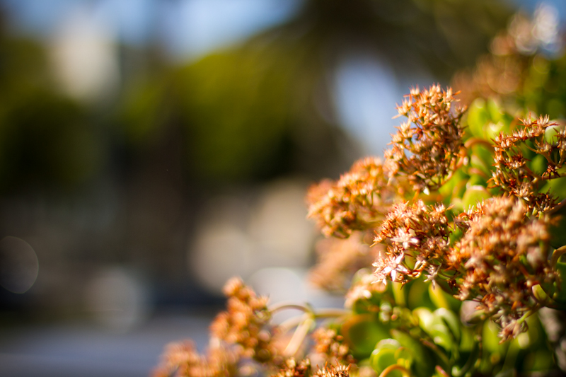 Dolores Bokeh