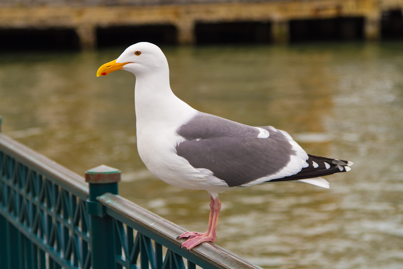 Seagull