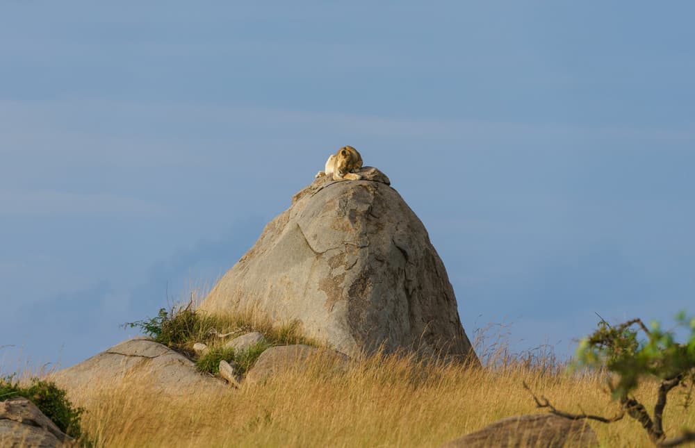 Northern Serengeti photo 10