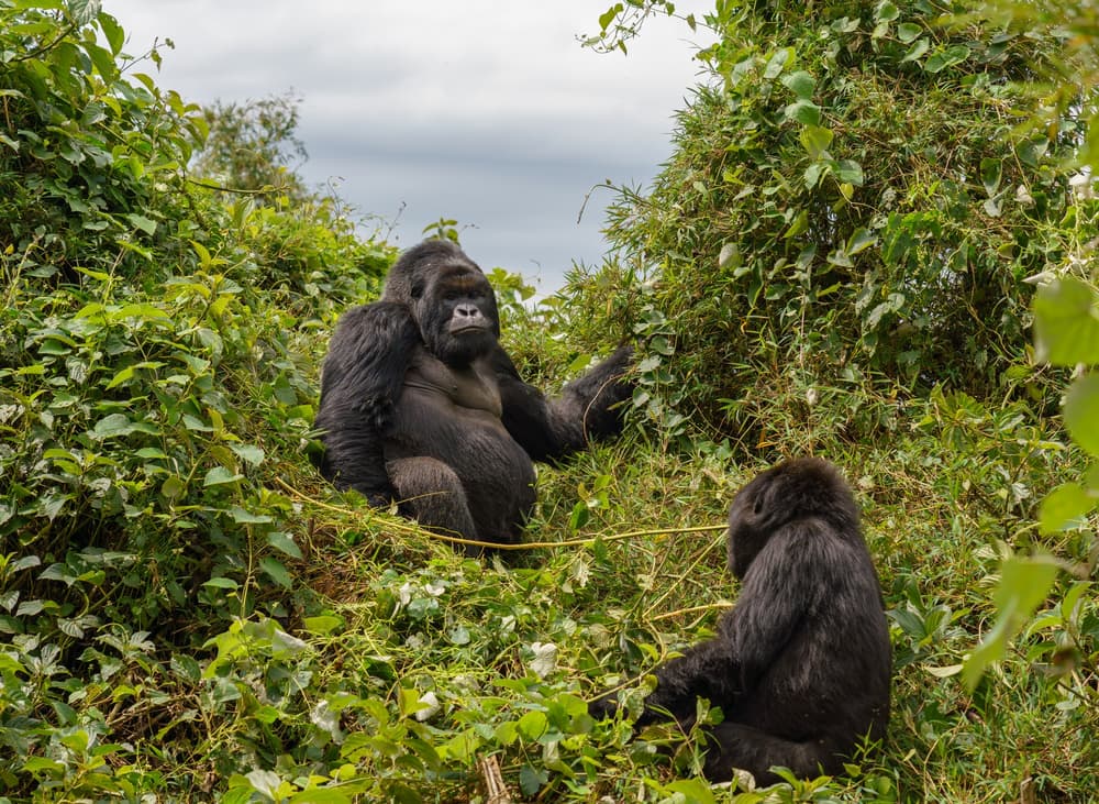 Rwanda photo 1