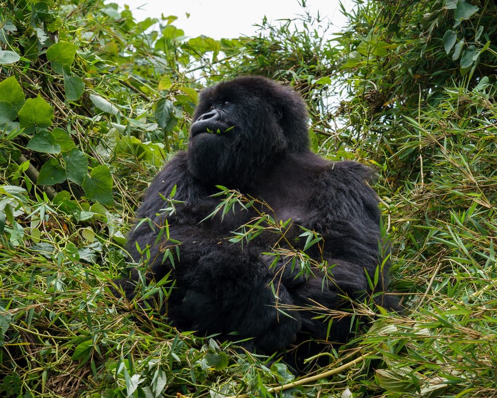 Rwanda photo 4
