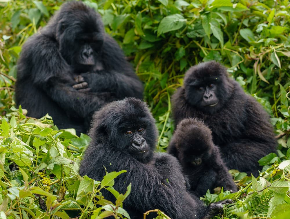 Rwanda photo 6
