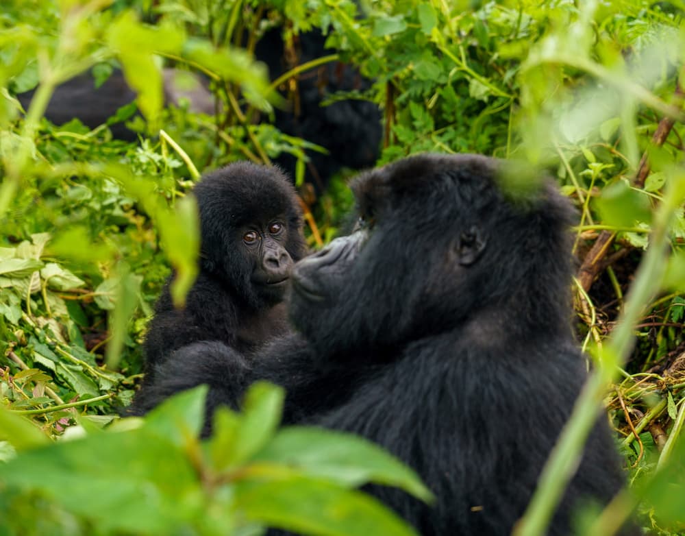 Rwanda photo 10