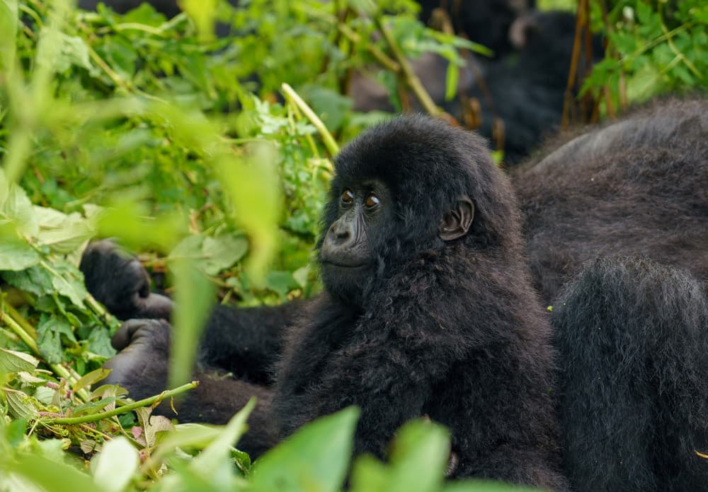 Rwanda photo 1