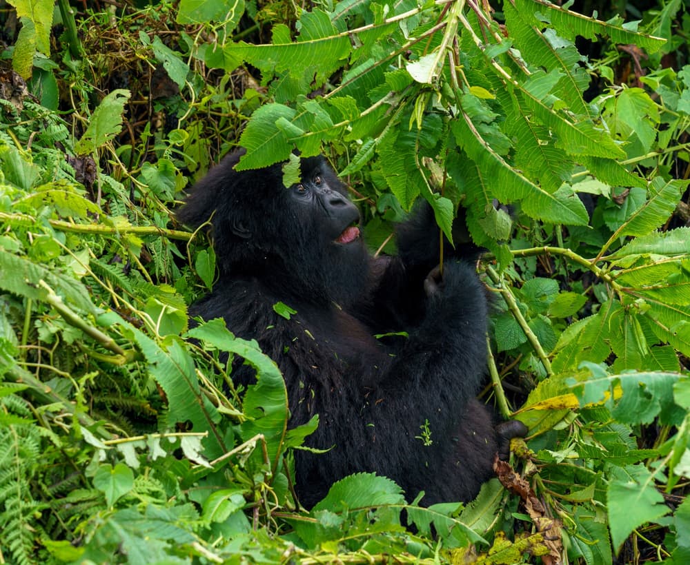 Rwanda photo 6