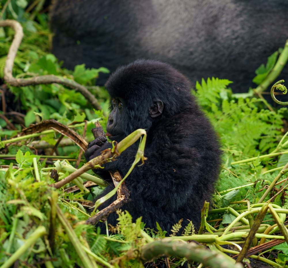 Rwanda photo 1
