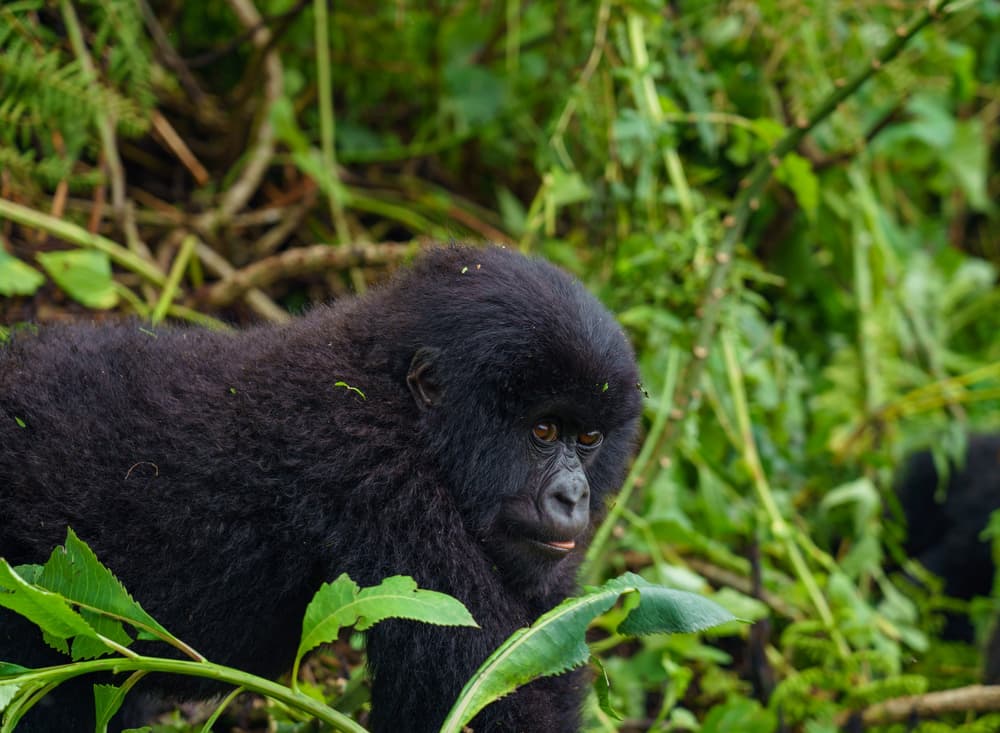 Rwanda photo 9