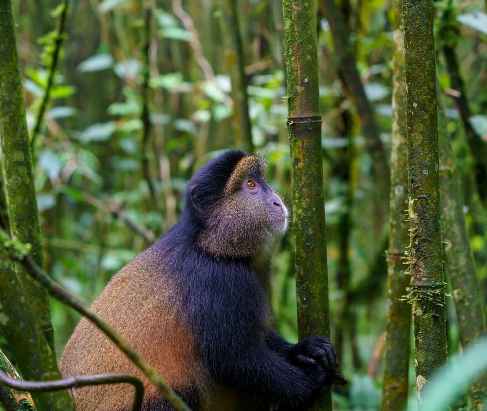 Rwanda photo 1