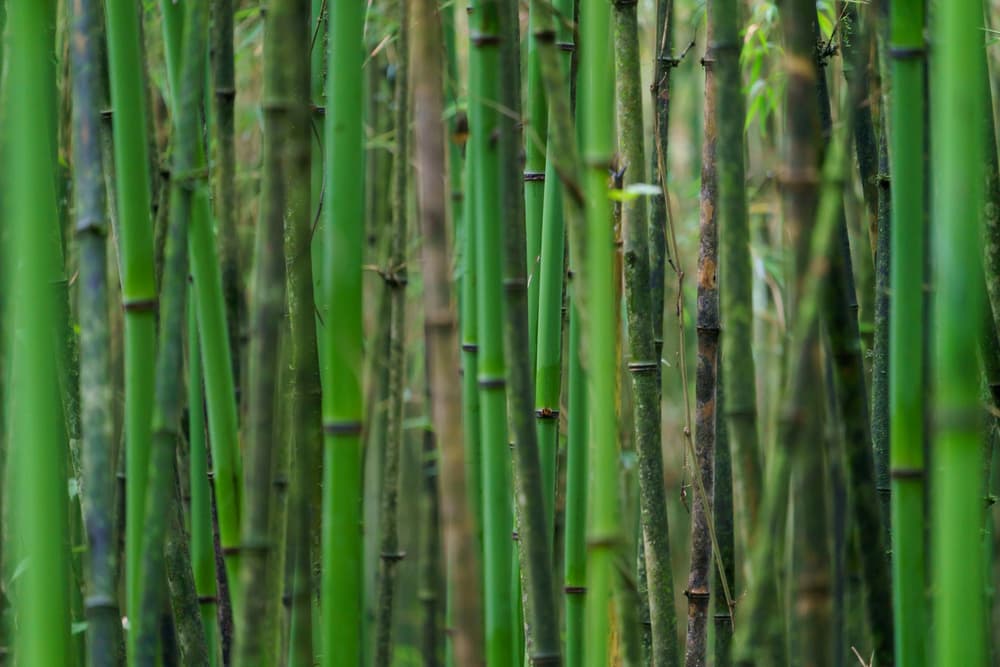 Rwanda photo 5