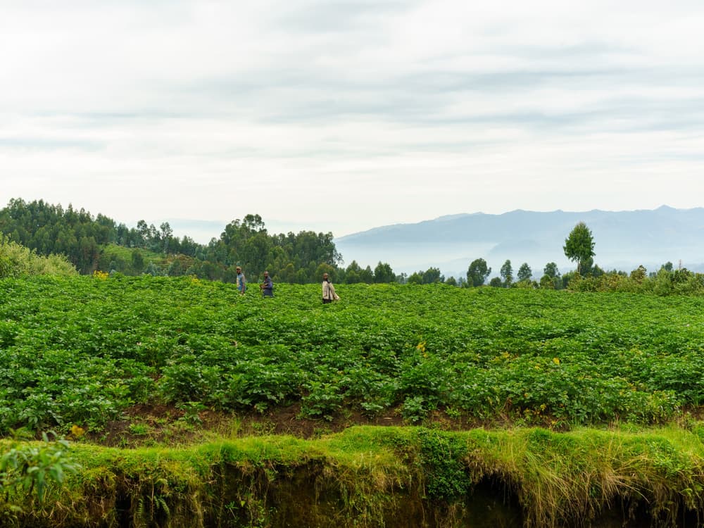 Rwanda photo 4