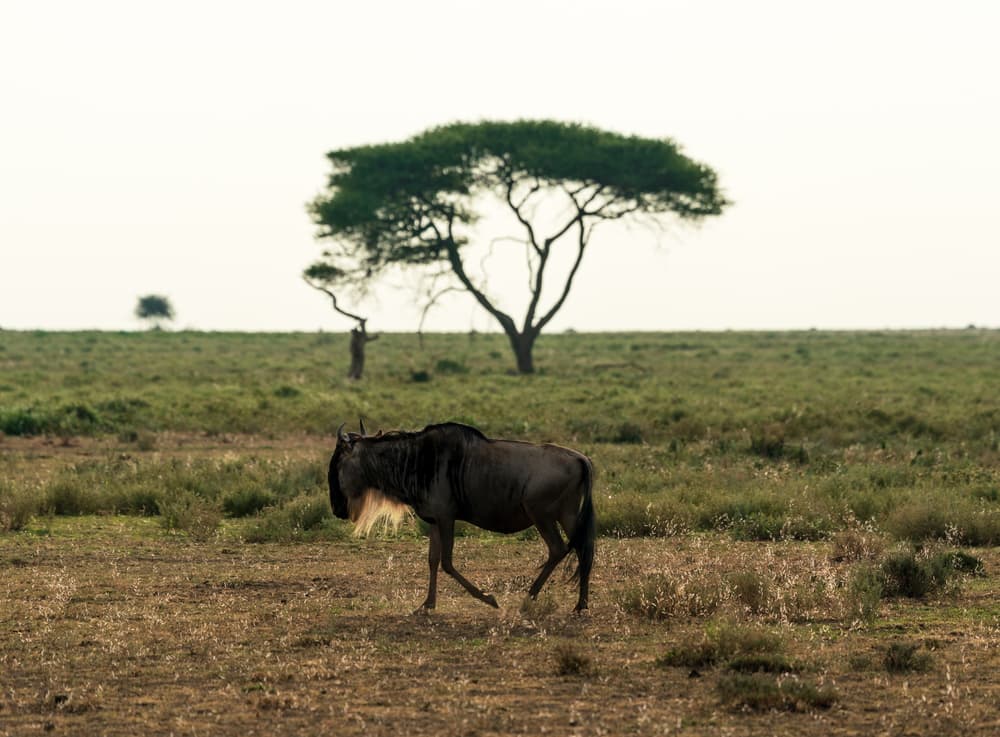 Southern Serengeti photo 87