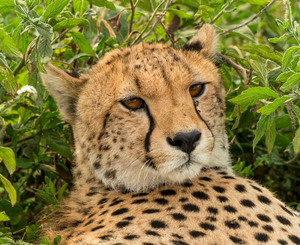 Cheetah