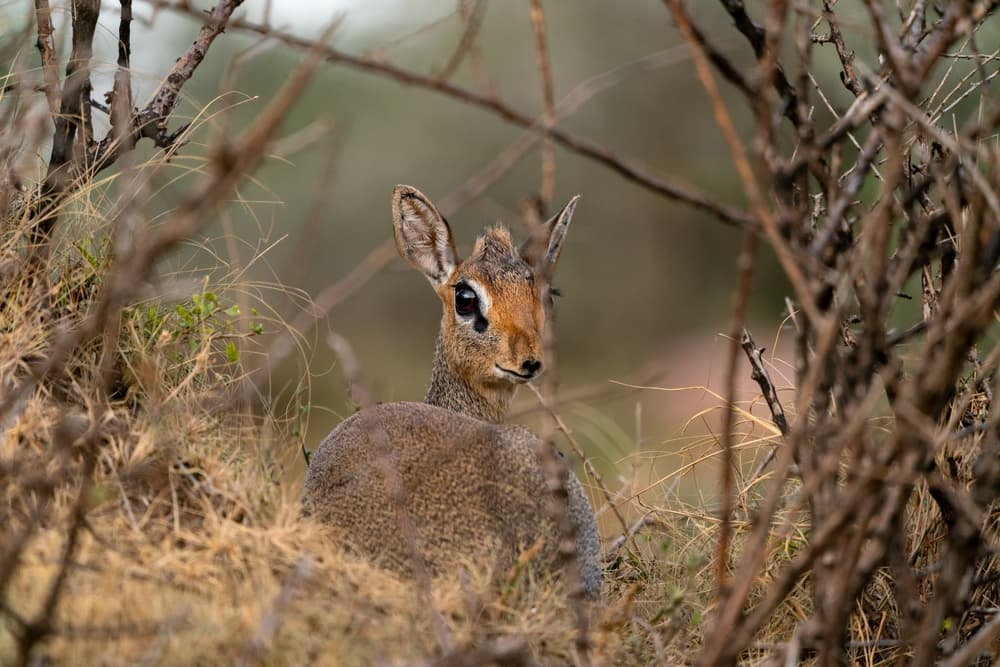 Dik-dik antelope resting in the bush