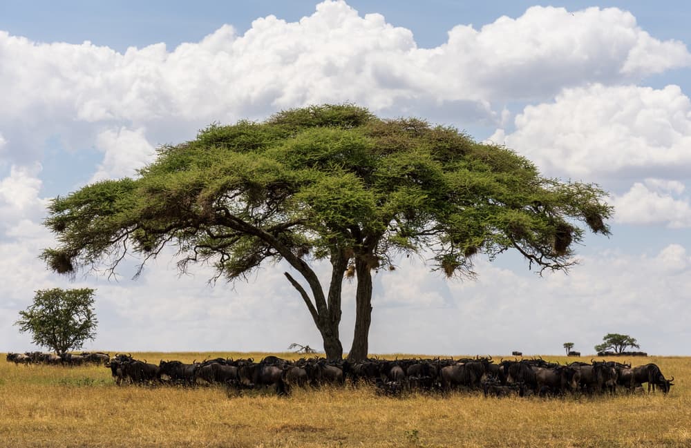 Southern Serengeti photo 37
