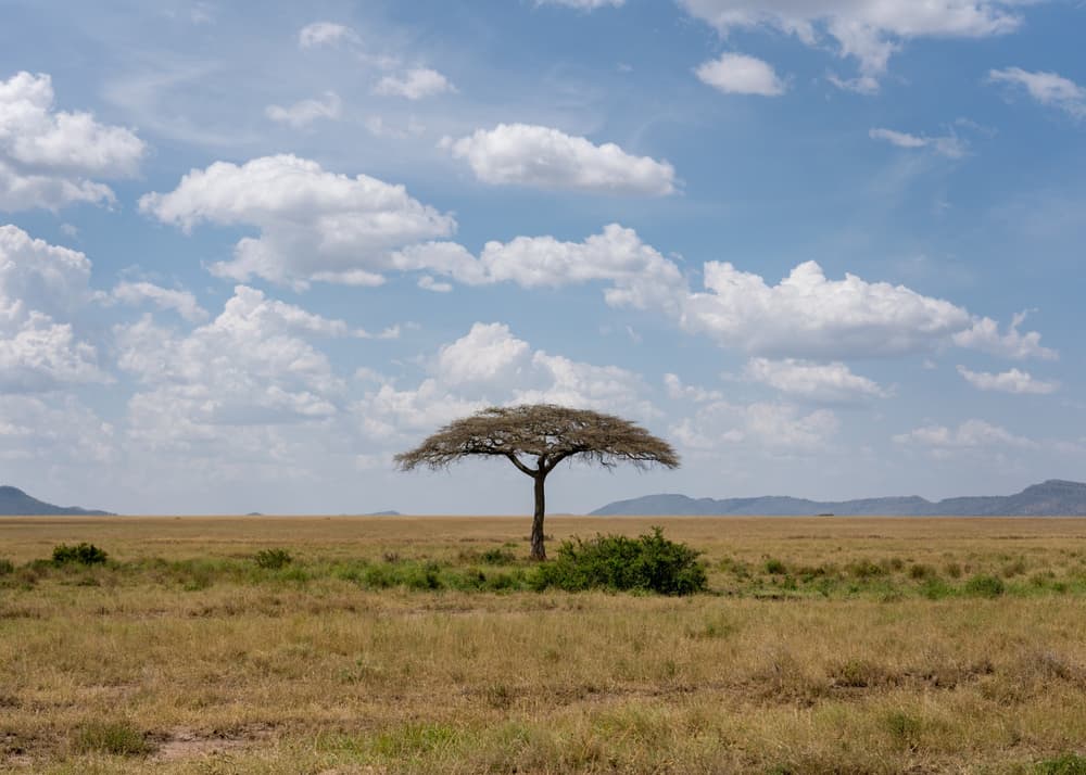 Southern Serengeti photo 38