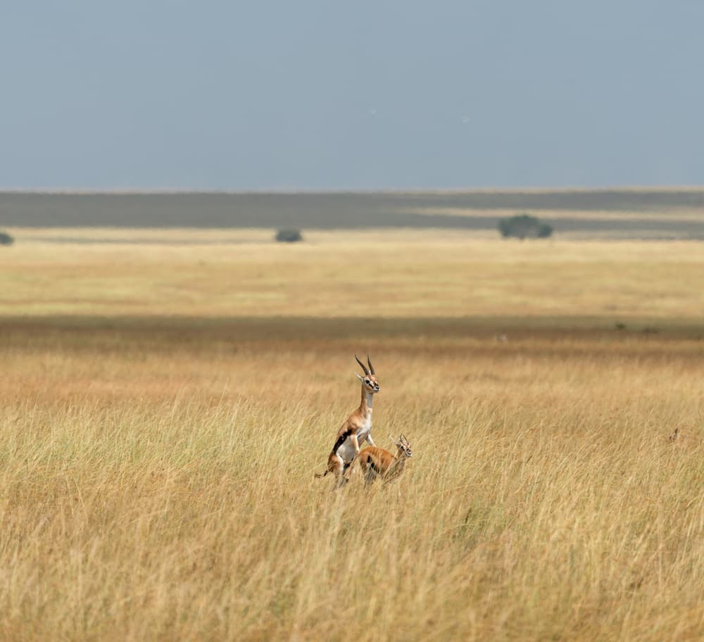 Thomson Gazelles getting busy