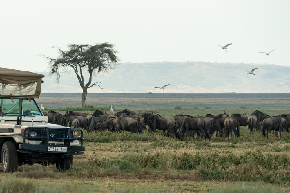 Southern Serengeti photo 7