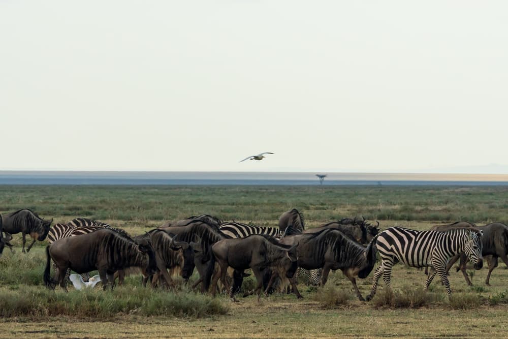 Southern Serengeti photo 6