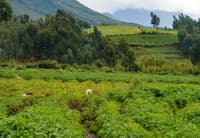 Rwanda photo 5