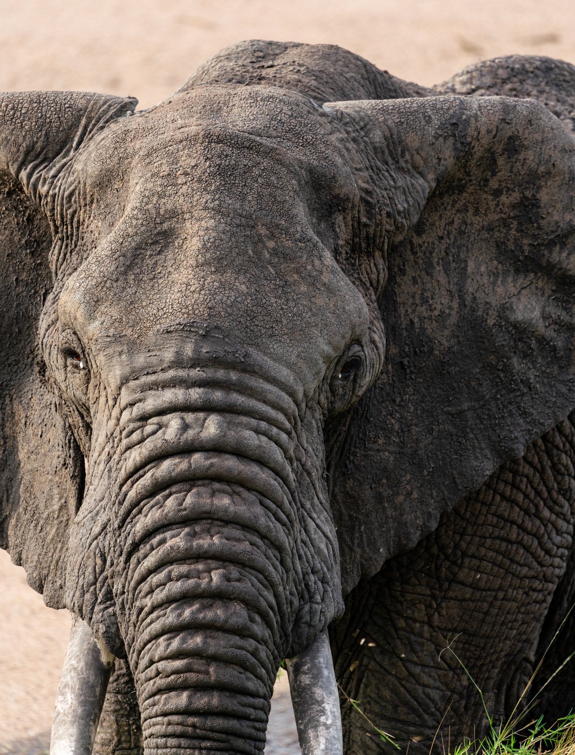 Northern Serengeti cover