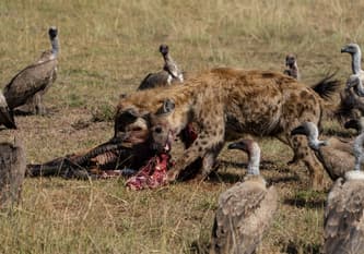 Northern Serengeti photo 31