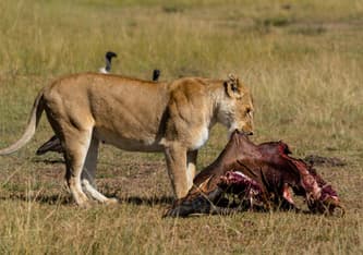 Northern Serengeti photo 30
