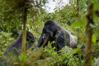 Rwanda photo 4