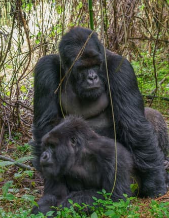 Rwanda photo 1