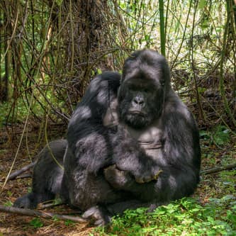 Rwanda photo 2