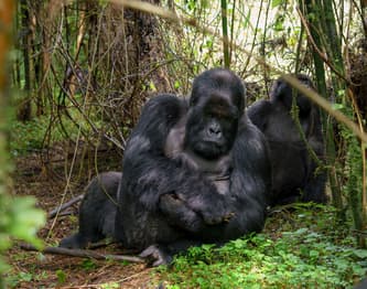 Rwanda photo 3