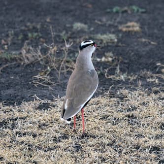Southern Serengeti photo 5