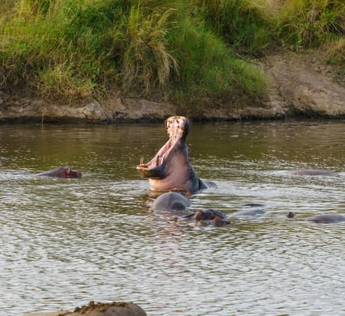 Northern Serengeti photo 61