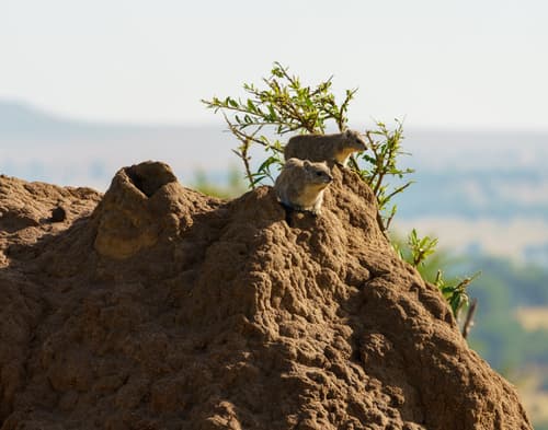 Northern Serengeti photo 42