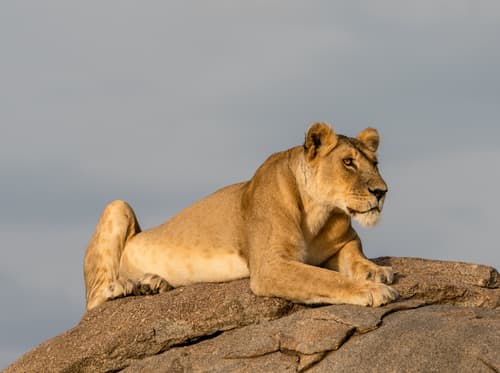 Northern Serengeti photo 9