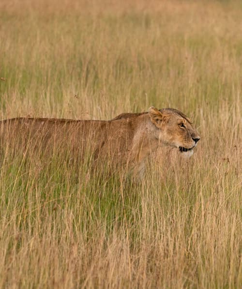 Northern Serengeti photo 14