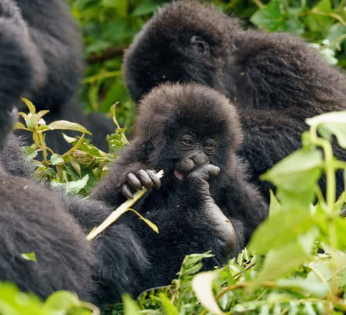 Rwanda photo 3