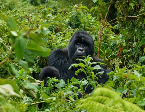 Rwanda photo 5