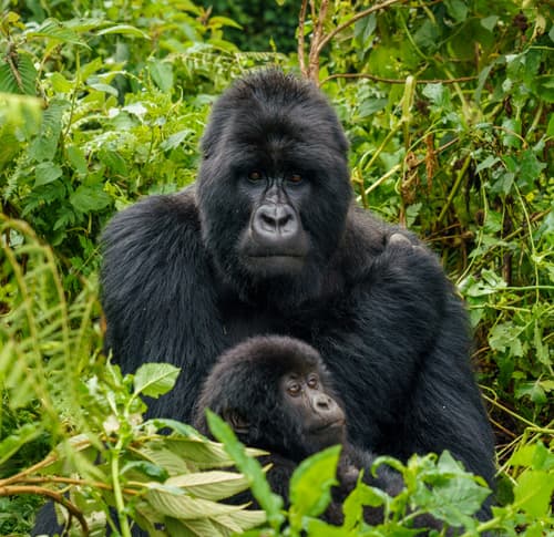 Rwanda photo 9