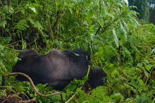 Rwanda photo 5
