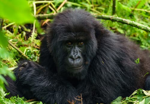 Rwanda photo 8