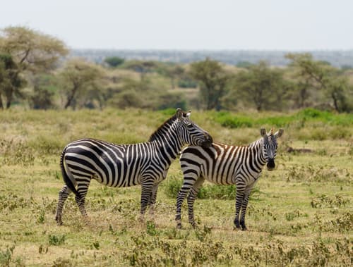 Southern Serengeti photo 112