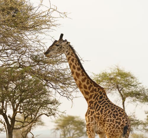 Southern Serengeti photo 99