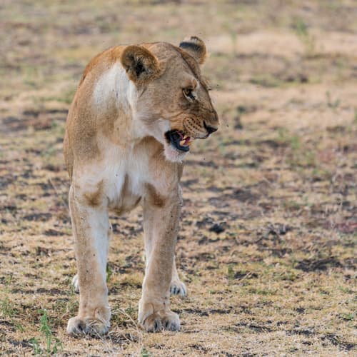 Southern Serengeti photo 94
