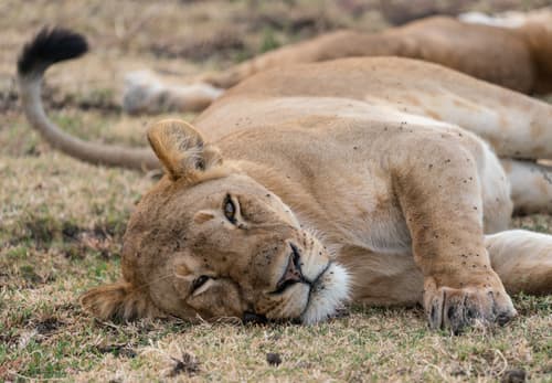 Southern Serengeti photo 93