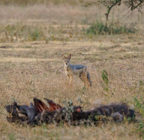 Jackal