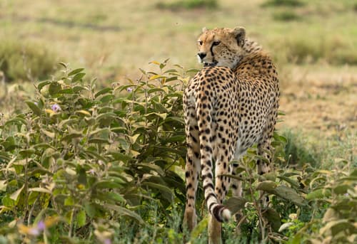 Cheetah