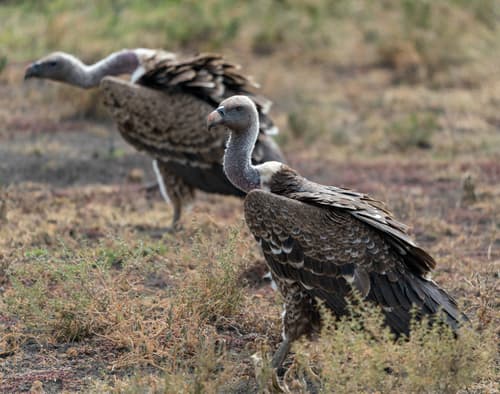 Vultures