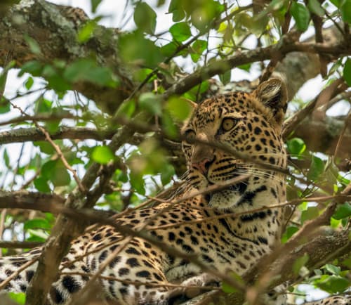 Leopard