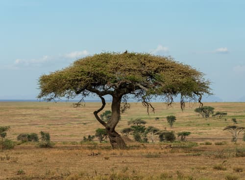 Southern Serengeti photo 66