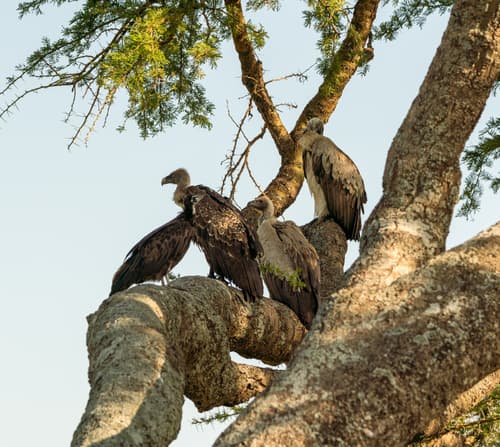 Vultures